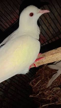 khumra pair for sale young breeder hai exchange possible oder bird