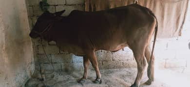 cow forqurbani قربانی گاے فارسیل