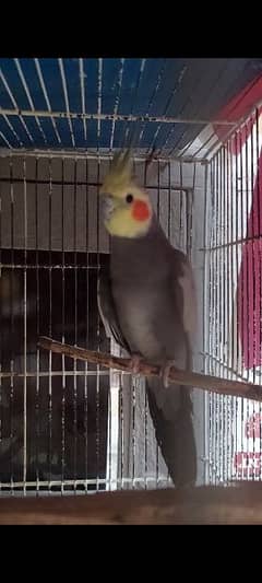 cocktiel birds available in good quality pairs