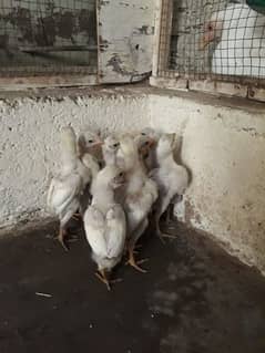 Heera chicks high quality