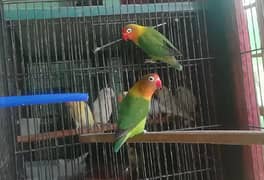 Green fischer Love birds breeder pair