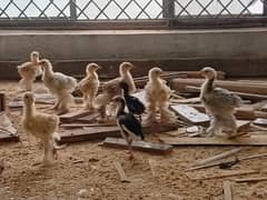 Amroha aseel and brahma chicks