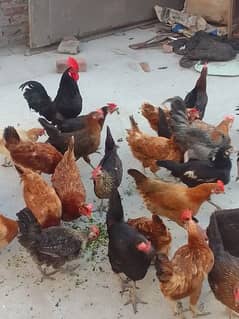 Desi. . Astolop. . Golden misri egg laying hens for sale