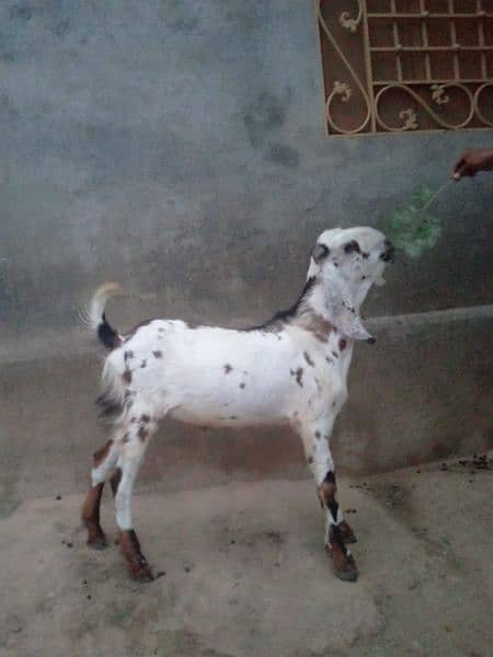 bakra for sale 0