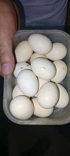 ayaim cemani hen or eggs for sale