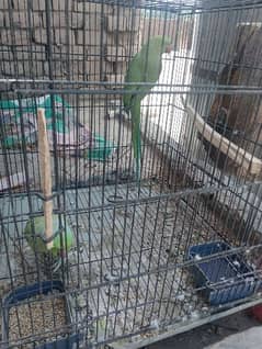 urgent ringneck parrot for sale100 % breedar pair