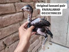 HIGH QUALITY ASEEL LASSANI CHICKS FOR SALE