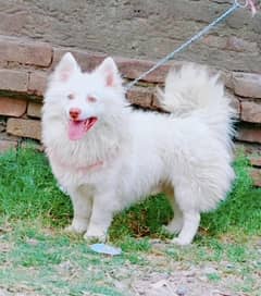 Pure Russian Mene Pink Noz Zero Saiz  Male for sale