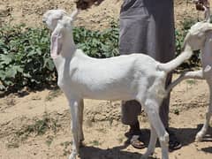 Rajanpuri Goat for Sale Qurbani 2024