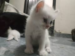 White and Black Persian Kitten