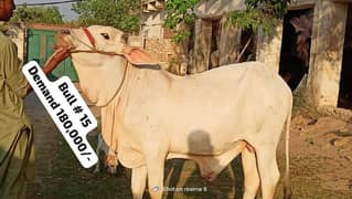 QURBANI cattle BULL WERA WACHA COW CONTCT# 03476585599 / 03104594900