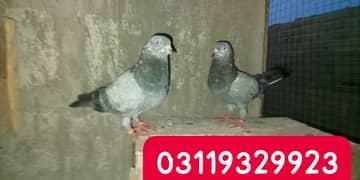 Hi flying pigeons available contact us for more detail