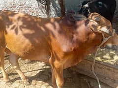 cow | cow for sale | qurbani ka janwar Wacha | Janwar | Wehra