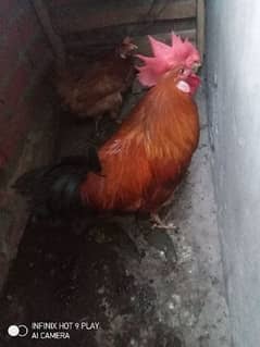hen and cock