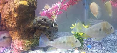 fish with aquarium
