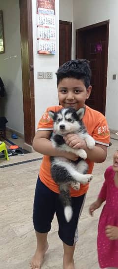 Siberian husky 2 months baby for sale