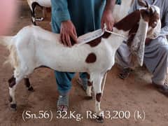 special offer 1350 per kg khassi