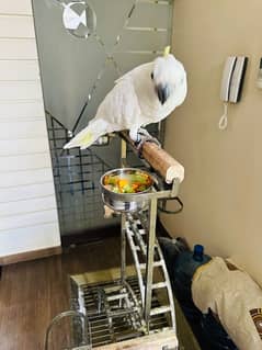 Cockatoo Triton 4 Month chick self feed