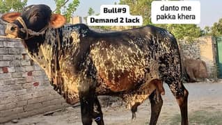 paky kheray janwer cattle wera bull cow wacha weray wachy 03104594900