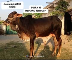 QURBANI 2024  cattle wera bull cow wacha weray wachy 03104594900