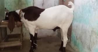 Rajanpuri bakra urgent for sale helthy and active
