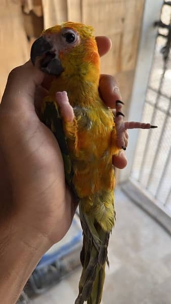 Sun Conure Red Factor (one leg miss ) 0