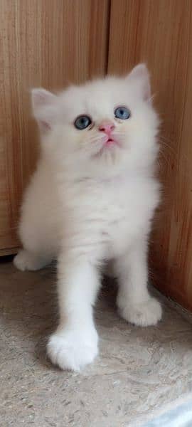 Male persian kitten 2