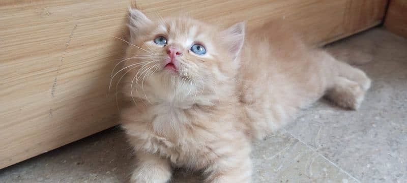 Male persian kitten 3