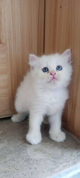 Male persian kitten 4