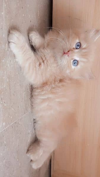 Male persian kitten 6