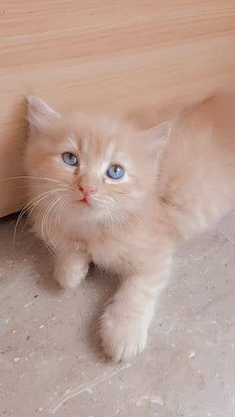 Male persian kitten 7