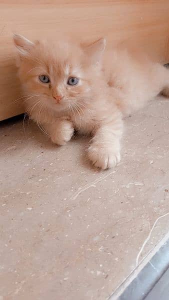 Male persian kitten 10