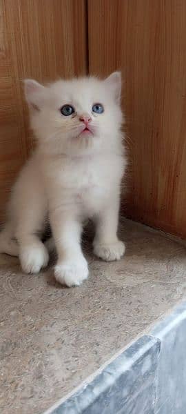 Male persian kitten 11