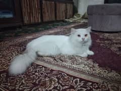 persion male cat for sale