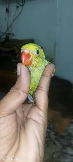 Very good parrot baby hand tame