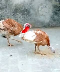 Red turkey breeder pair