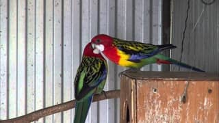Rosella breeder |  Rosella Parrots | chicks For Sale
