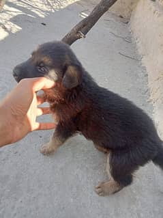 Gurman shafad Dog single kot cute puppy