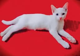 Persian White Male & Female Cat Baby's