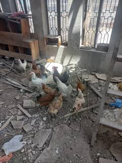 1 rooster and 9 hens -Healthy and active