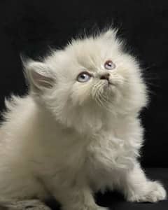 Triple Coated Persian Kitten Pure Bred