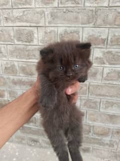 2 male kitten for sale