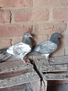 2 baby pigeon