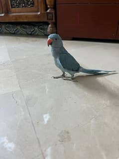 Blue ring neck parrot