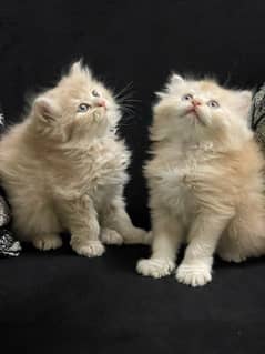 Persian Kitten Pure Bred Fawn and White Triple Coated