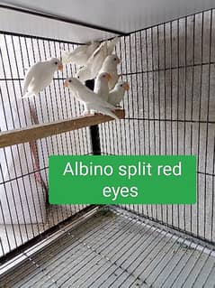 Albino split red eyes