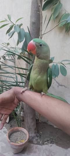 Kashmiri Raw Parrot