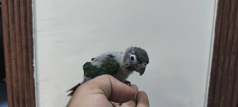 Green Cheek Conure Male Tame 7