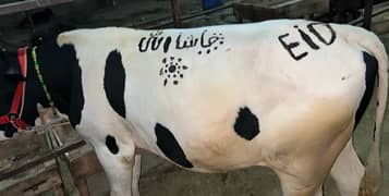 ablack wacha 2 dant Qurbni ka khobsrat janwar 3 cows for sale urgent