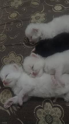 white  cute persian cats in 6k each